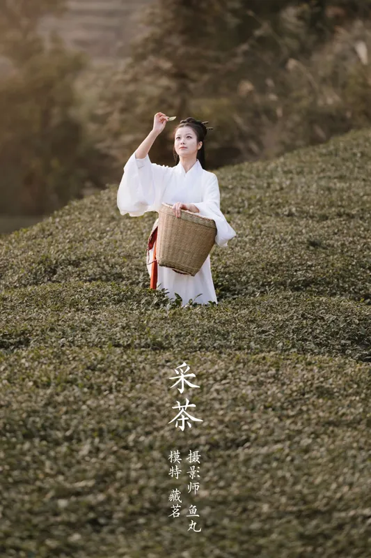 藏茗茗茗茗 – 《采茶》[31P] - 机器猫次元