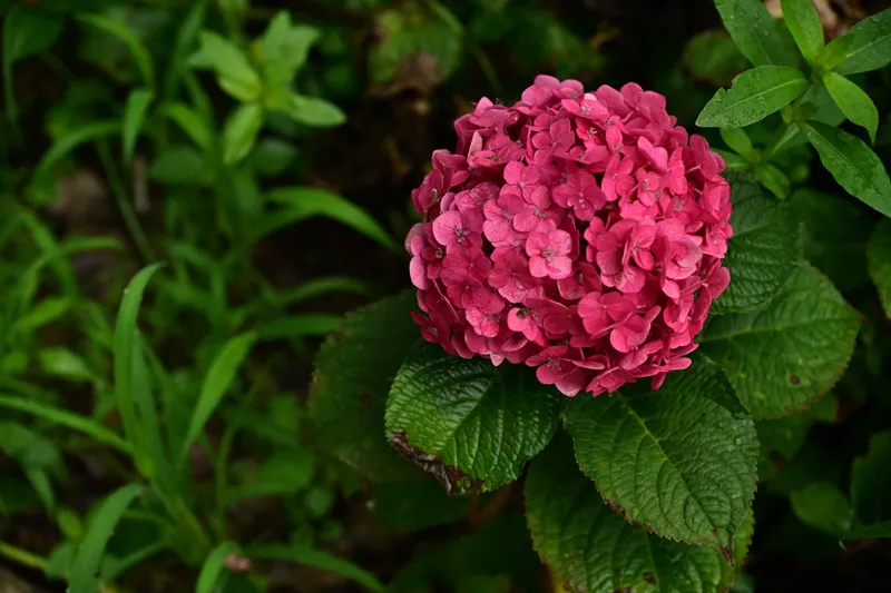 – 《云岭天香的鲜花》[9P] - 机器猫次元