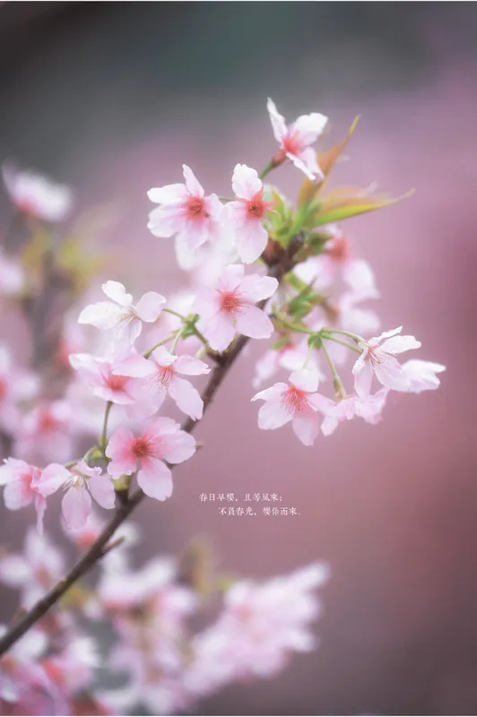 阿咩咩咩 - 《古风人像拍摄-樱花-陌上花开》[16P]