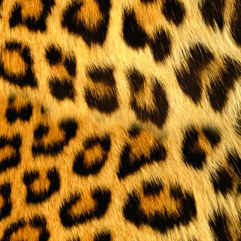 user06845的头像 - 机器猫次元