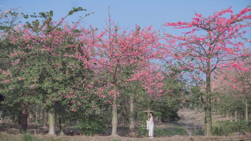 桜桃喵 – 温柔之汉服桃花 [15P] - 机器猫次元