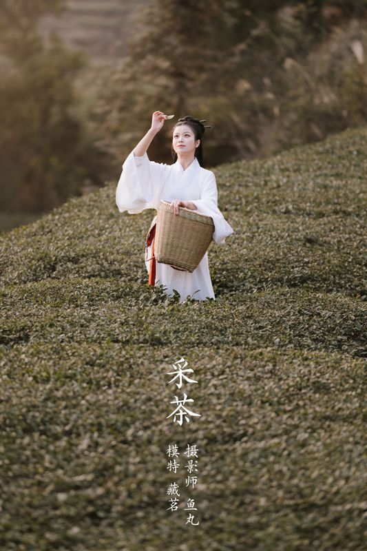 藏茗茗茗茗 – 《采茶》[31P] - 机器猫次元