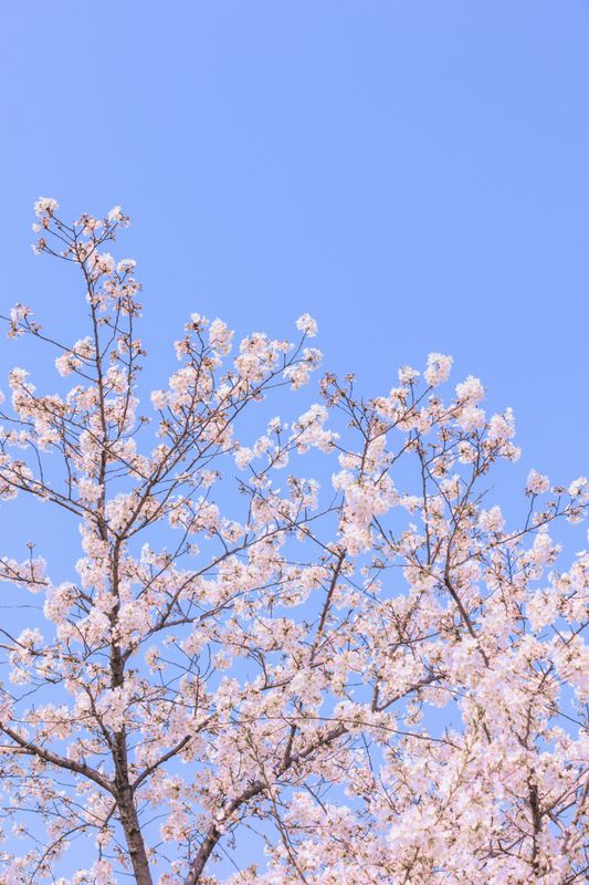 – 《辰山植物园樱花》[27P] - 机器猫次元