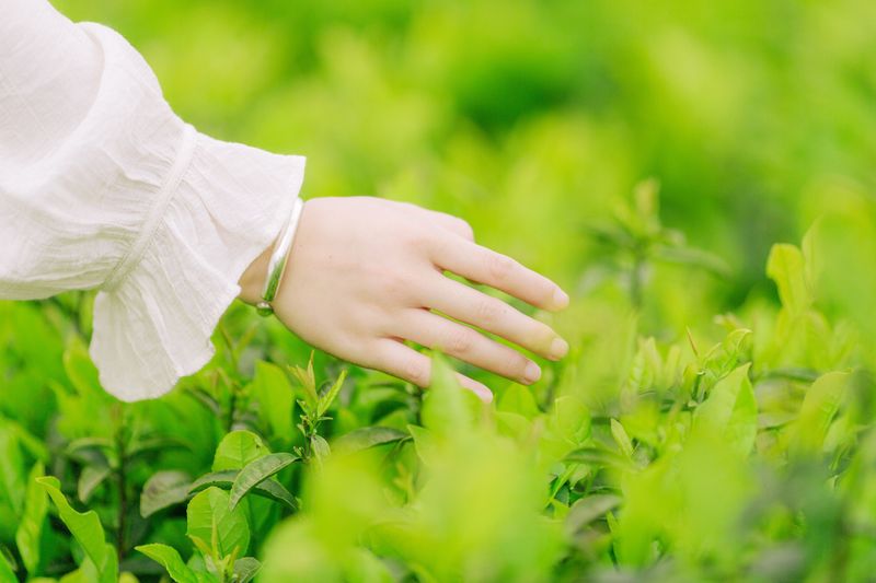 般若 – 《茶山行》[17P] - 机器猫次元