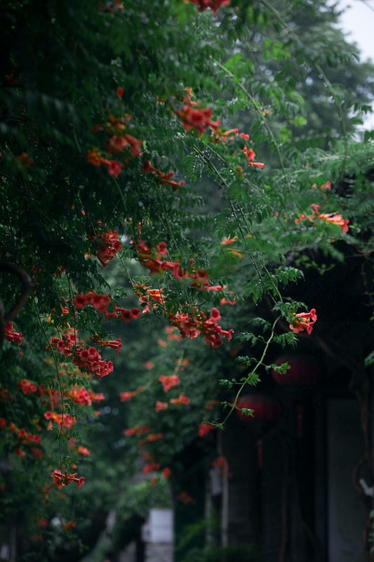 – 《老门东雨中的凌霄花》[19P] - 机器猫次元